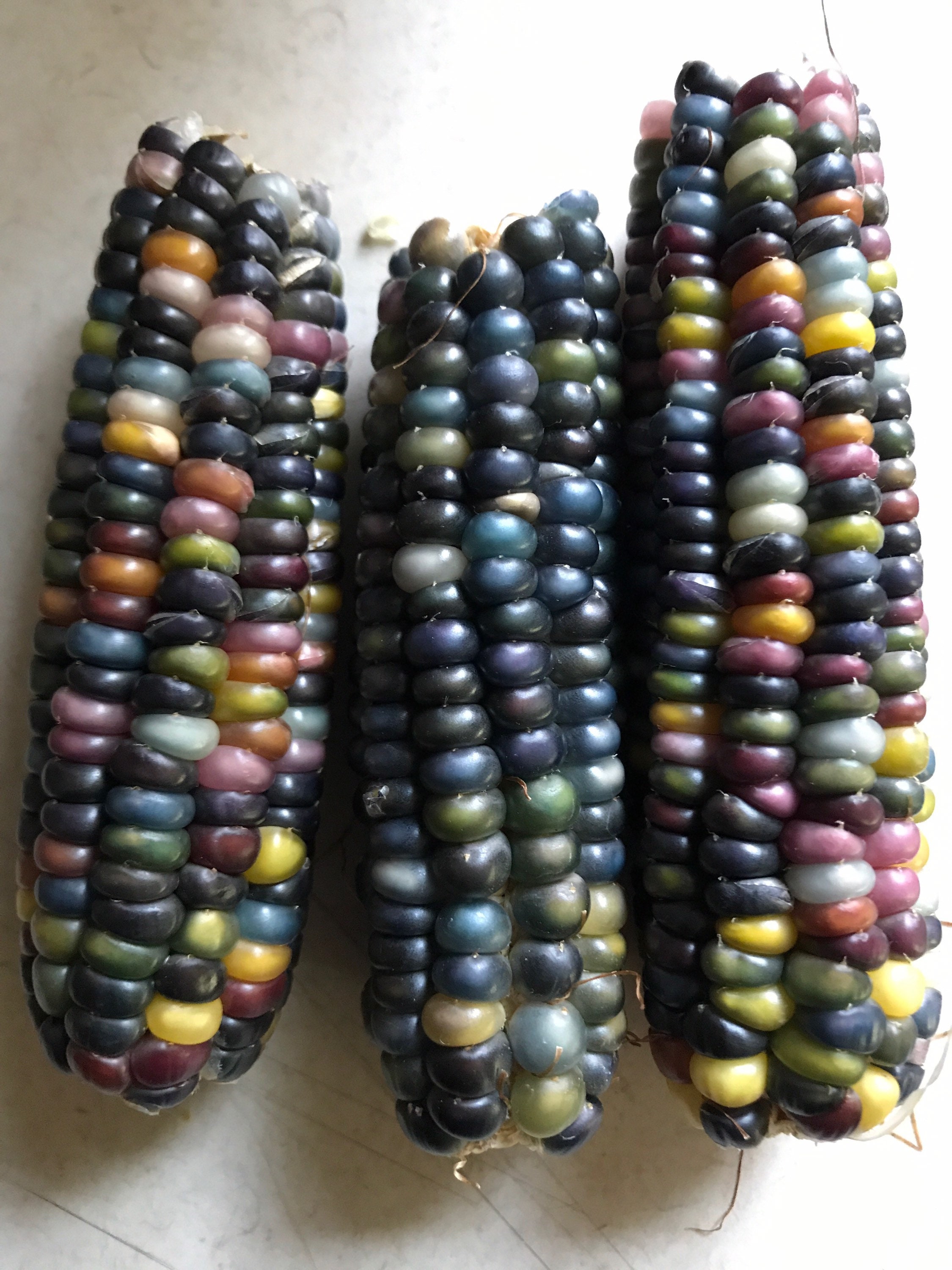 50 Glass Gem Corn Seeds Etsy