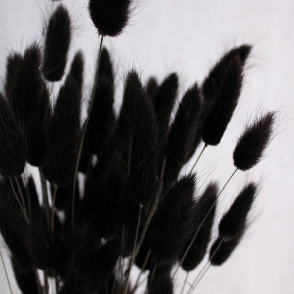 Getrockneter Lagurus in Schwarz - Klassisch und edel - Trockenblumen