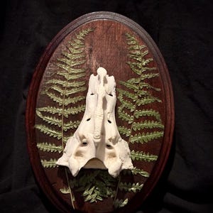 May include: An oval-shaped dark brown wooden plaque featuring a central white animal bone specimen mounted vertically. Two green pressed fern fronds are arranged symmetrically on either side of the bone, creating a natural display piece.