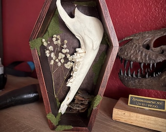 Goat Jaw Coffin Box