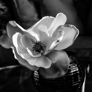Flower Photo Black & White