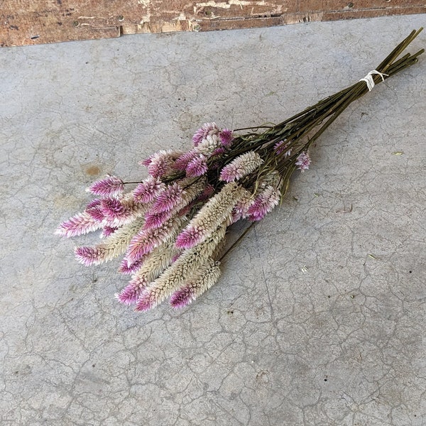 Flamingo Pink Celosia Mix | Cockscomb| Naturally Dried Flowers | Wedding Flowers | Party Decoration | Dried Flower Craft