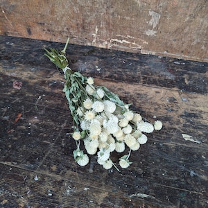 Antique White Gomphrena | Naturally Dried Flowers | Everlasting Dried Flower | Dried Flower Bunch | White Bouquet | White Decor