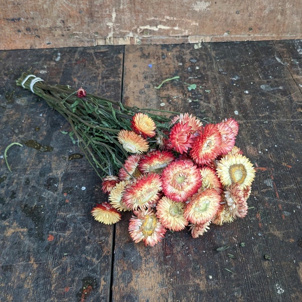 Apricot Strawflower | Dried Strawflower Bouquet | Naturally Dried Flowers | Everlasting Dried Flower | Dried Flower Bunch