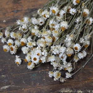 Dried Daisy Bunch, Dried Ammobium, Winged Everlasting, Natural