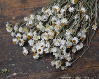 Ammobium Dried Flower Bundle | Winged Everlasting | Naturally Dried Flowers | White Dried Flowers | White Flower Bouquet | White Wedding