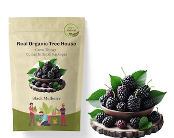 Nasiona morwy czarnej: ponad 100 organicznych nasion morwy czarnej