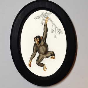 Könnte beinhalten: Eine Schwarzweißillustration eines Schimpansen, der an einem Ast hängt. Der Schimpanse sitzt mit herabhängenden Beinen. Die Illustration ist in einem schwarzen ovalen Rahmen gerahmt.