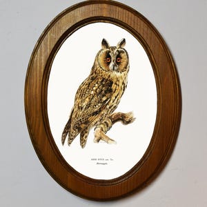 May include: A framed illustration of a brown and white long-eared owl perched on a branch. The owl has bright orange eyes and is facing the viewer. The frame is oval and made of wood. The text "ASIO OTUS cm. 1/2. Horsfield" is printed below the owl.