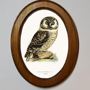 May include: A framed illustration of a brown and white owl with yellow eyes, perched on a rock. The illustration is titled "AEGOLIUS FUNEREUS" and "Portugal" in black text.
