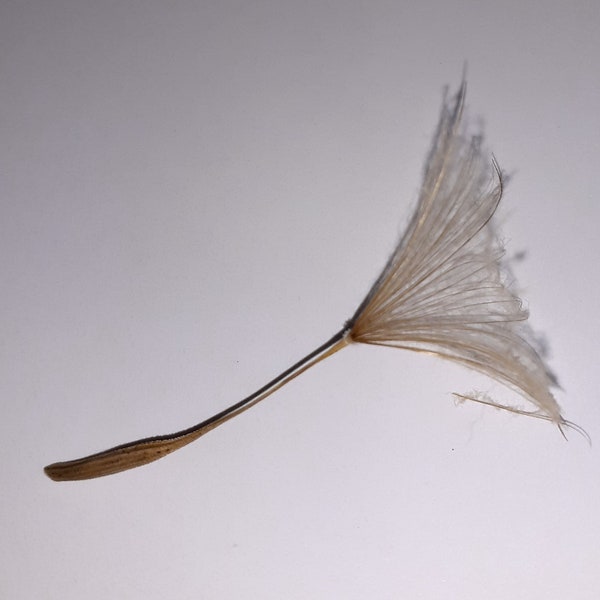 Salsify Seeds