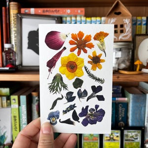 May include: A white card featuring an assortment of pressed flowers in various colors, including purple, orange, and yellow. The flowers are arranged on the card, showcasing their delicate details. The card is held in front of a bookshelf.