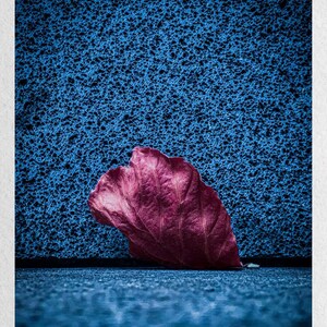 Puede incluir: Una sola hoja de color rojo intenso descansa sobre una superficie azul texturizada. La hoja está ligeramente curvada y tiene una calidad delicada, casi translúcida.