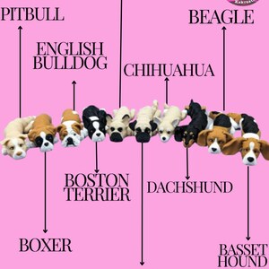 May include: A chart showing different dog breeds with their names written above them. The chart features a row of small dog figurines, including a pug, chihuahua, dachshund, beagle, french bulldog, boston terrier, and more.