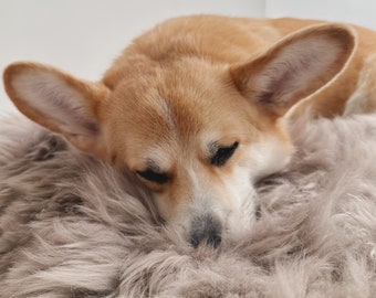 Beige (Greige) Natural Sheepskin Pet Blanket! 100% Sheepskin. Pet Bed / Bedding! Sheepskin rug for your pet! Fluffy grey pet blanket!