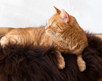 Brown Sheepskin Pet Bed, Round Cat or Dog Bed, Natural Wool