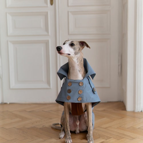 Trench azzurro ecologico per cani - Completo coordinato cane-padrone - Moda sostenibile per animali domestici