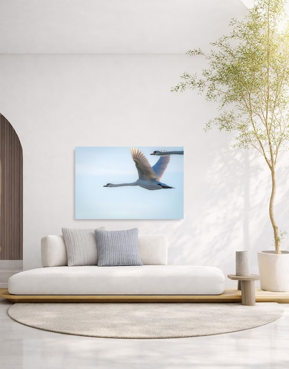 Flying Swans Wall Art (Available in Plexiglass, Metal & Birchwood)