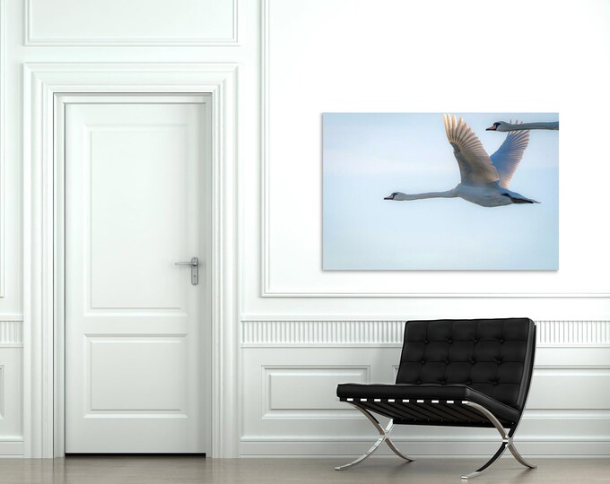 Elegant Swans Art Print: Modern Plexiglass, Metal, or Birch Wood Wall Decor