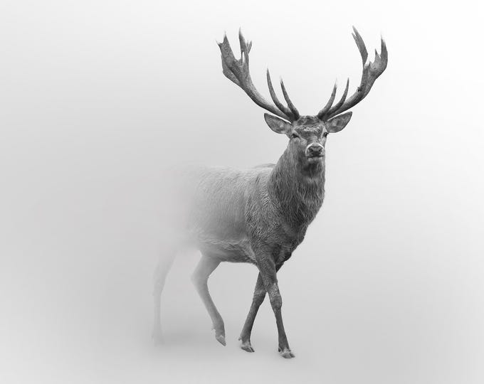 Deer, Black and White, Plexiglass, metal & wood print - Modern Home Decor Unique Wall Art