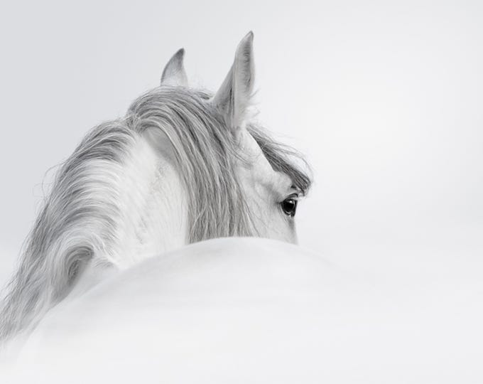 White Horse, Plexiglass, metal & wood print - Modern Home Decor Unique Wall Art