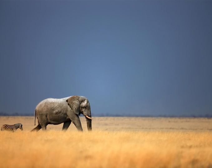 African Elephant & Zebra Print: Etosha Safari, Modern Wildlife Wall Art
