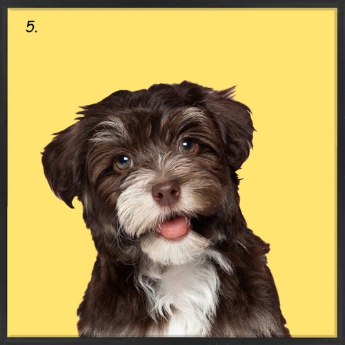 Shops Pet Portraits Framed, Black Aluminum Frame, Printed from Photo onto Canvas. Stretched Canvas. Ready to Hang