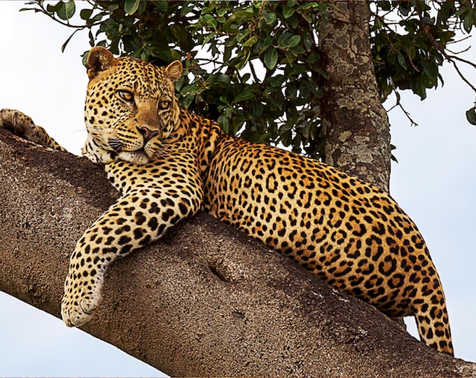 Leopard sitting on a tree - Plexiglass, metal & wood print - Modern Home Decor Unique Wall Art