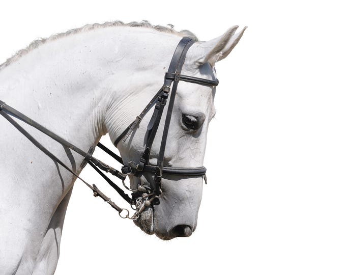 White horse, plexiglass, metal & wood print - Modern Home Decor Unique Wall Art