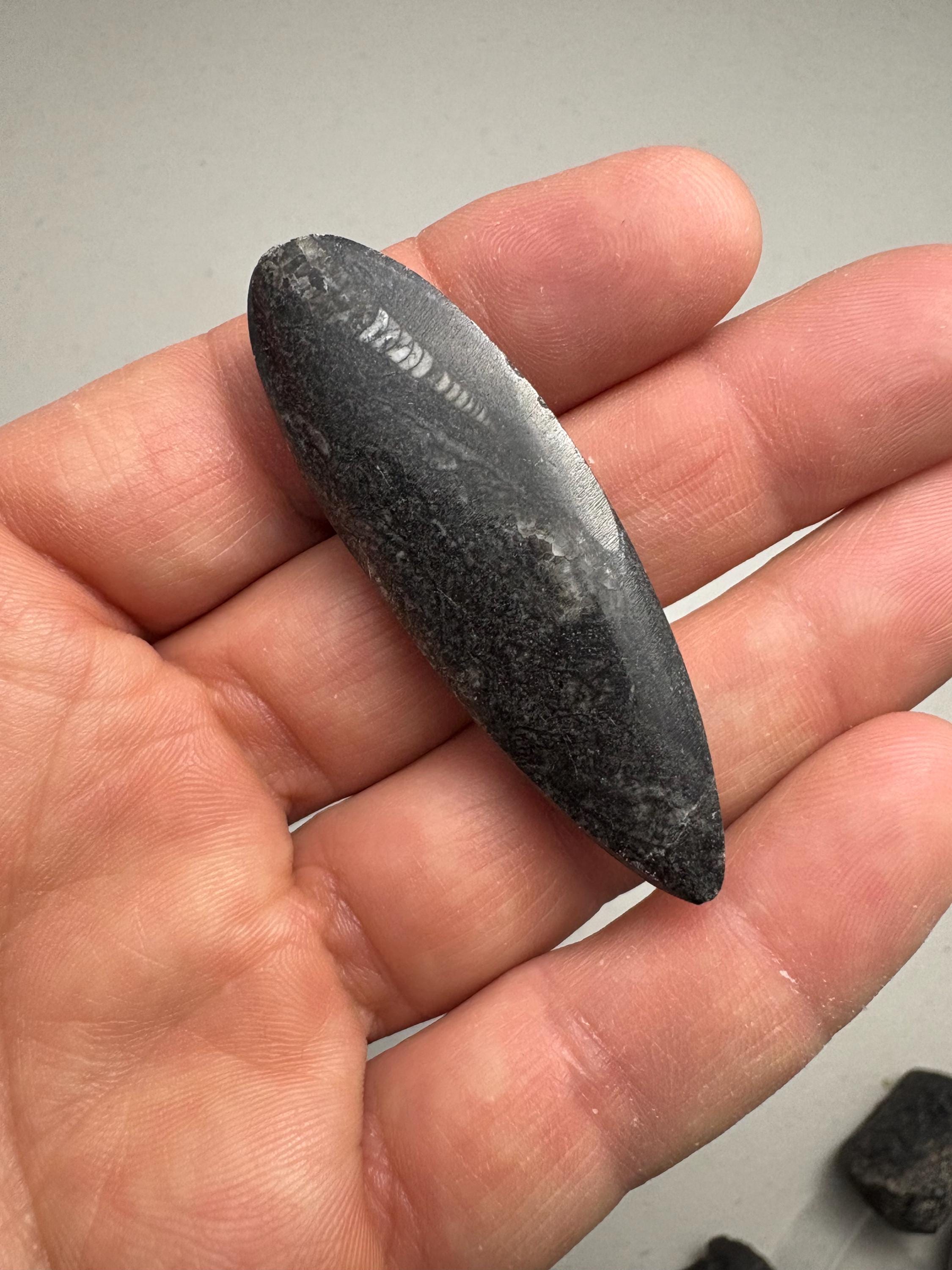 オルソセラス化石標本：モロッコ産（2.4インチ x 0.8インチ x