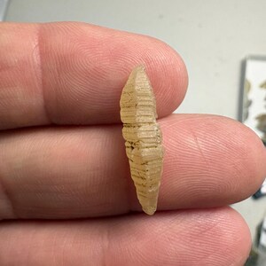 May include: A small, translucent, pale yellow crystal specimen with a distinct elongated, spindle-like shape. The surface of the crystal features a series of parallel, horizontal ridges or striations running across its length, tapering to points.