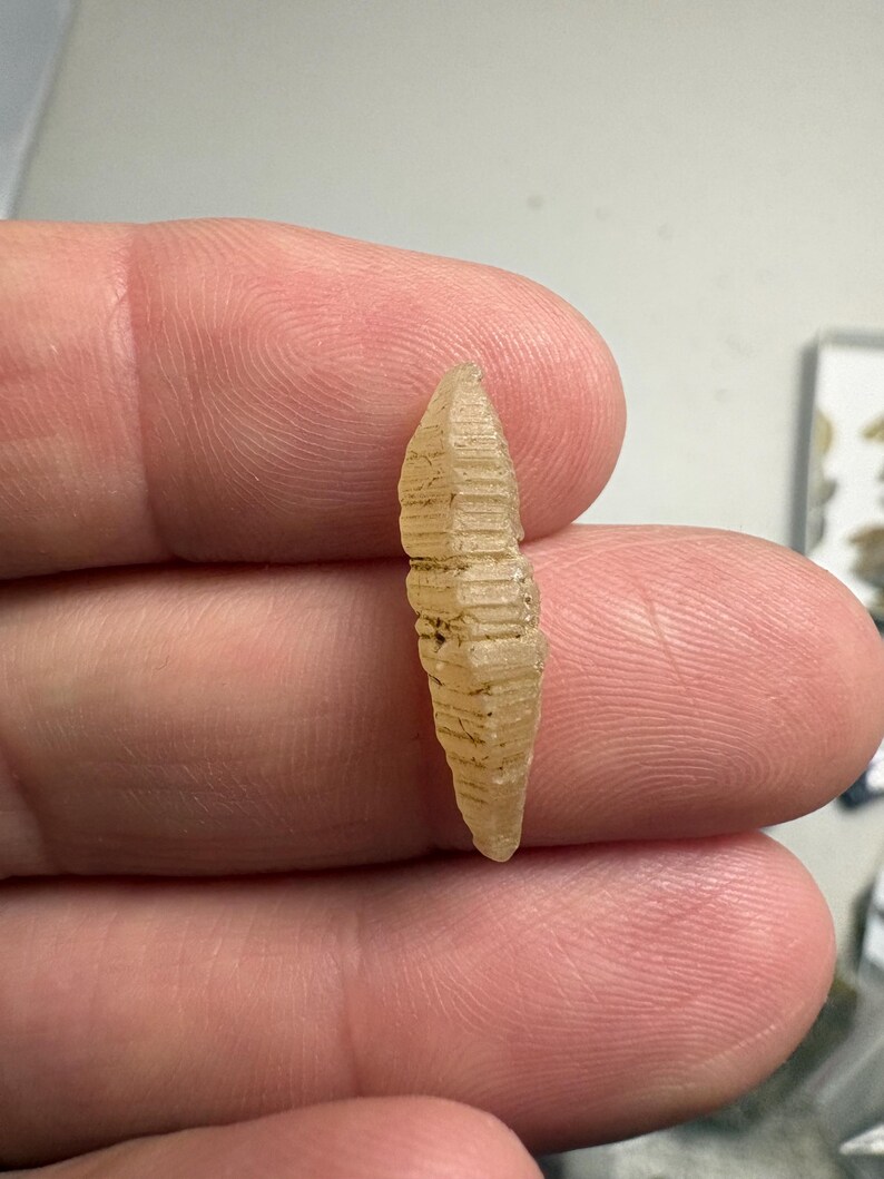 May include: A small, translucent, pale yellow crystal specimen with a distinct elongated, spindle-like shape. The surface of the crystal features a series of parallel, horizontal ridges or striations running across its length, tapering to points.