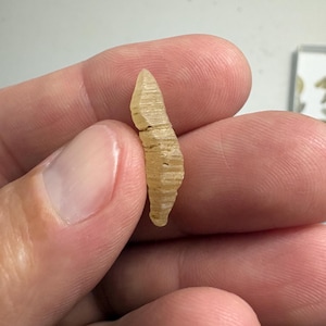May include: A small, translucent, pale yellow fossilised object with a pointed, elongated shape and a distinct ribbed or segmented texture along its surface. The object features horizontal ridges running across its length, creating a layered appearance.