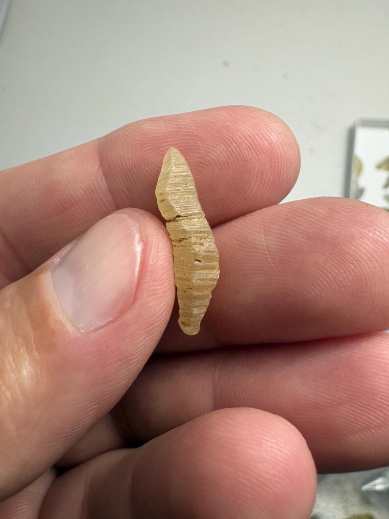 May include: A small, translucent, pale yellow fossilised object with a pointed, elongated shape and a distinct ribbed or segmented texture along its surface. The object features horizontal ridges running across its length, creating a layered appearance.