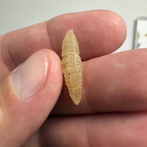 May include: A small, translucent, pale yellow, elongated object with a ribbed, segmented texture. The item has a tapered, pointed shape at both ends and a semi-rigid, slightly glossy appearance, resembling a natural specimen or a small decorative component.