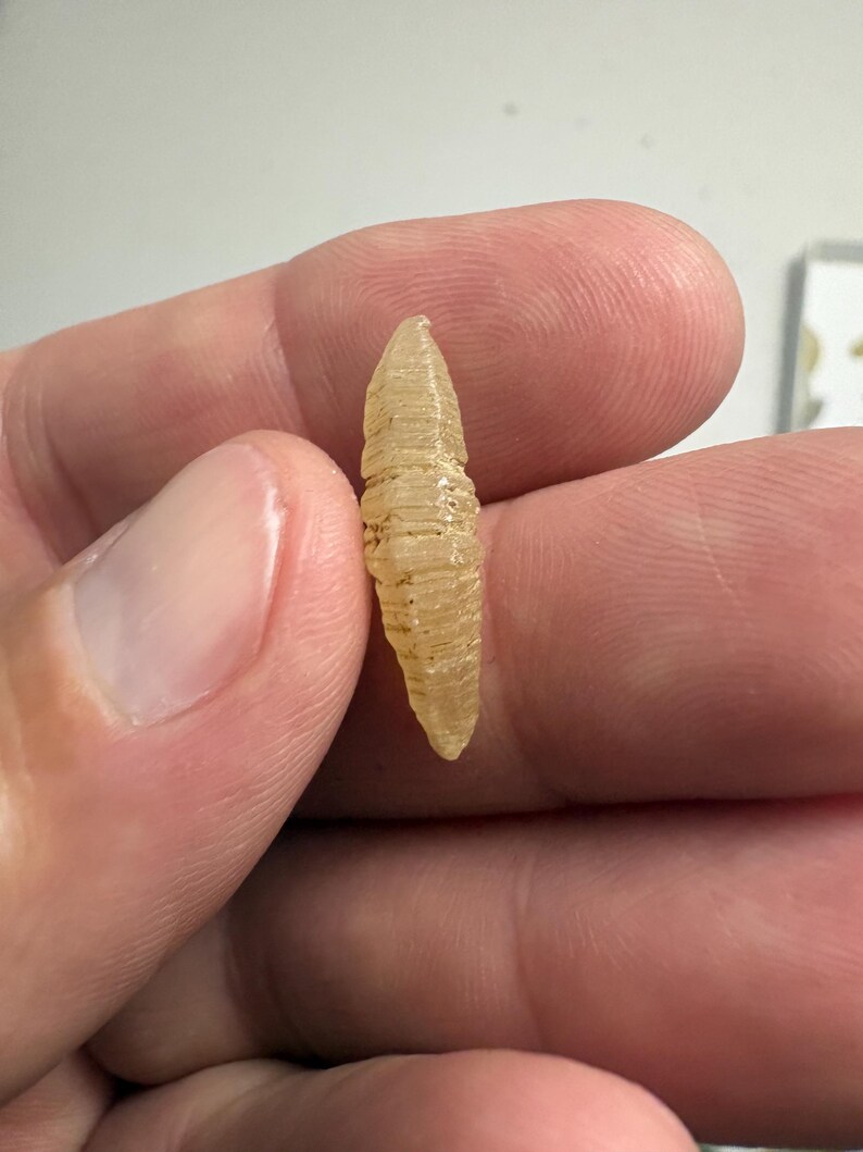 May include: A small, translucent, pale yellow, elongated object with a ribbed, segmented texture. The item has a tapered, pointed shape at both ends and a semi-rigid, slightly glossy appearance, resembling a natural specimen or a small decorative component.
