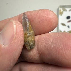 Natural Sapphire Crystal 11.52ct image 3