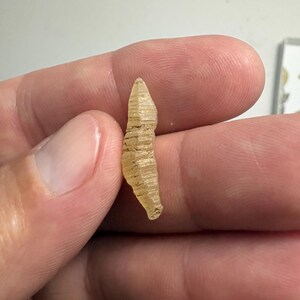 May include: A small, translucent, pale yellow fossilised object with a tapered, elongated shape and a series of horizontal ridges along its surface. The object has a pointed top and a slightly irregular, textured body with a semi-glossy finish.