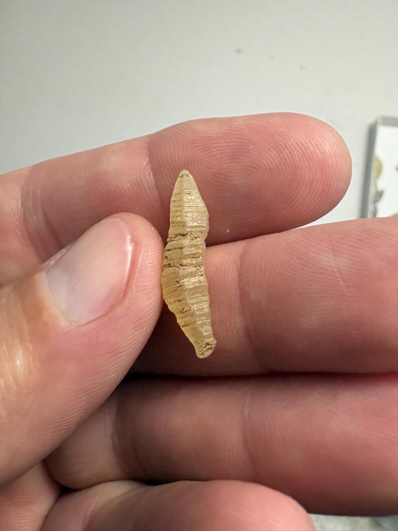 May include: A small, translucent, pale yellow fossilised object with a tapered, elongated shape and a series of horizontal ridges along its surface. The object has a pointed top and a slightly irregular, textured body with a semi-glossy finish.