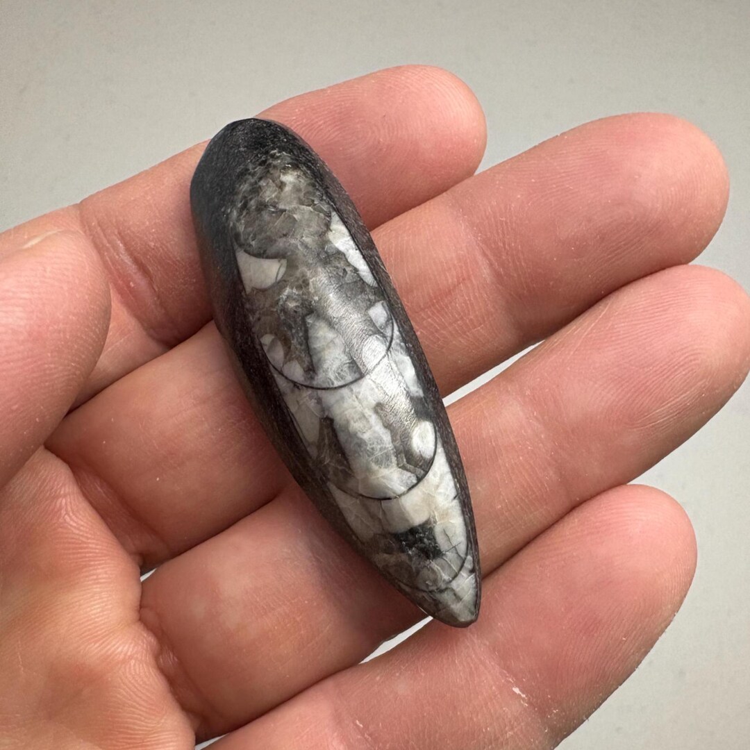 オルソセラス化石標本：モロッコ産（2.4インチ x 0.8インチ x