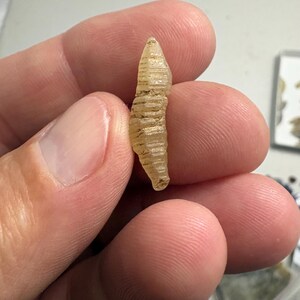 May include: A small, translucent, pale yellow fossilised object with a segmented, elongated, and tapered shape. The surface features distinct horizontal ridges and grooves running across its length, creating a textured, ribbed appearance.