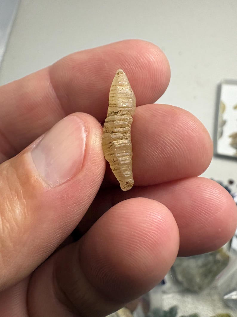 May include: A small, translucent, pale yellow fossilised object with a segmented, elongated, and tapered shape. The surface features distinct horizontal ridges and grooves running across its length, creating a textured, ribbed appearance.