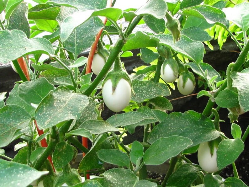 30 EASTER EGG PLANT Solanum Ovigerum Seeds A101 Etsy