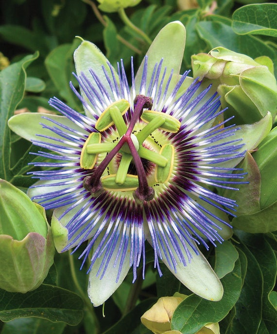 25 Blue Passion Flower Passiflora Caerulea Flower Seeds A503 Etsy