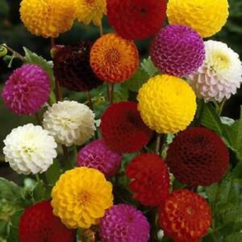 pompon dahlia seeds pompon dahlia seeds