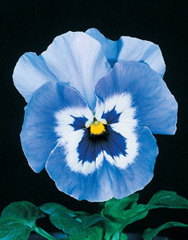 35 PANSY True BLUE JOKER Flower seeds A29 Etsy