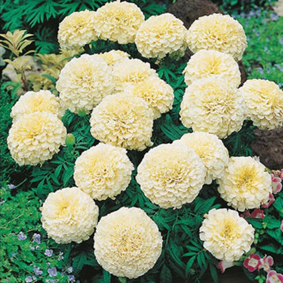 25 African Marigold Flower Seeds White Etsy 25 African Marigold Flower Seeds White Etsy