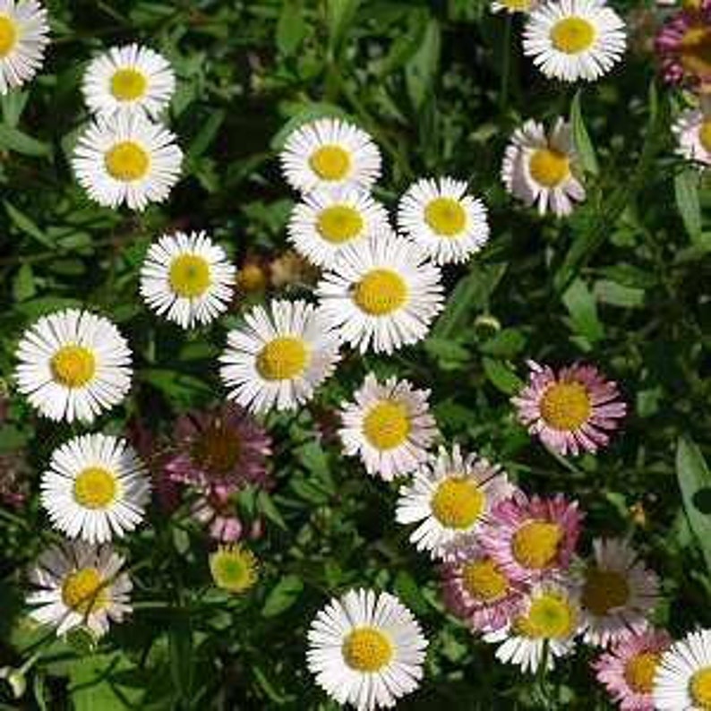 Эригерон Карвинского Erigeron karvinskianus
