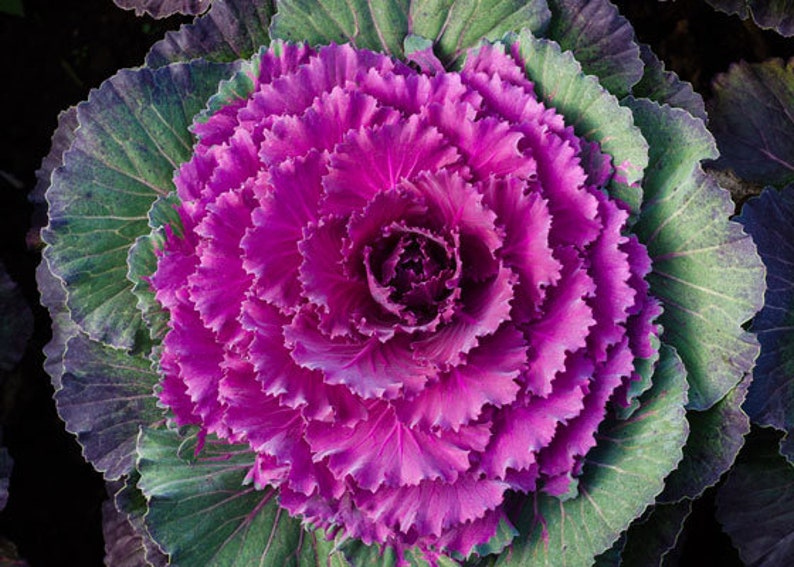 25 Ornamental Cabbage flower Seeds Etsy