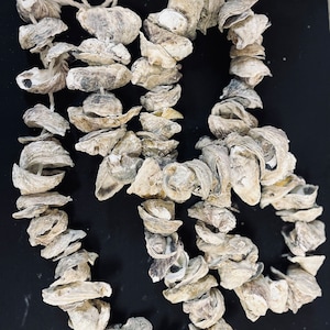 6 Oyster garland image 1
